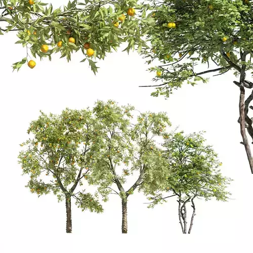 3 diffrent tree Orange Fruit Flower Lemon 3D model