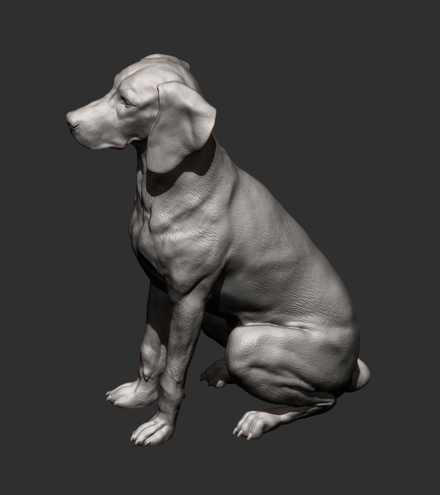 Hungarian vizsla  Hungarian Pointing Dog 3D print model_7