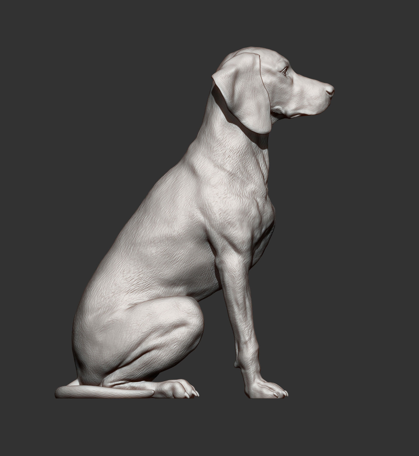 Hungarian vizsla  Hungarian Pointing Dog 3D print model_8