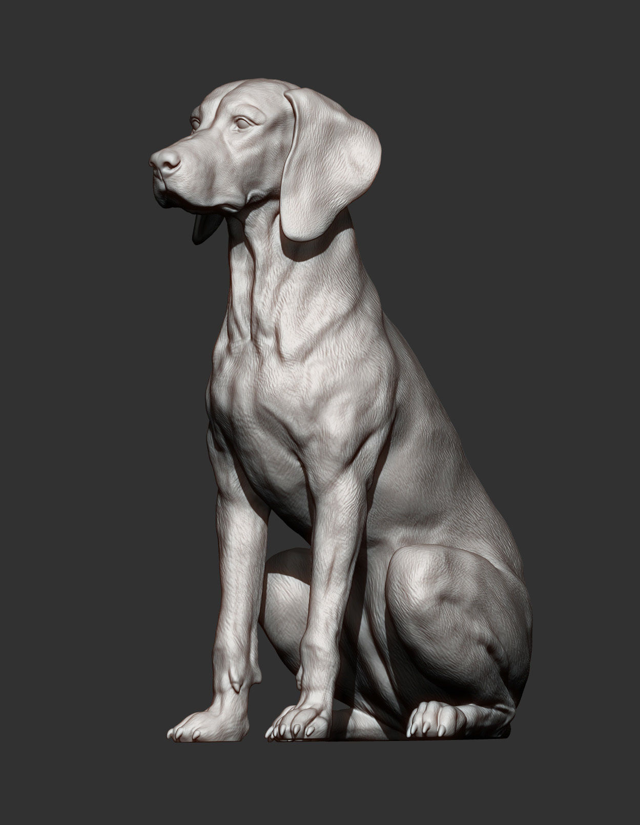 Hungarian vizsla  Hungarian Pointing Dog 3D print model_11