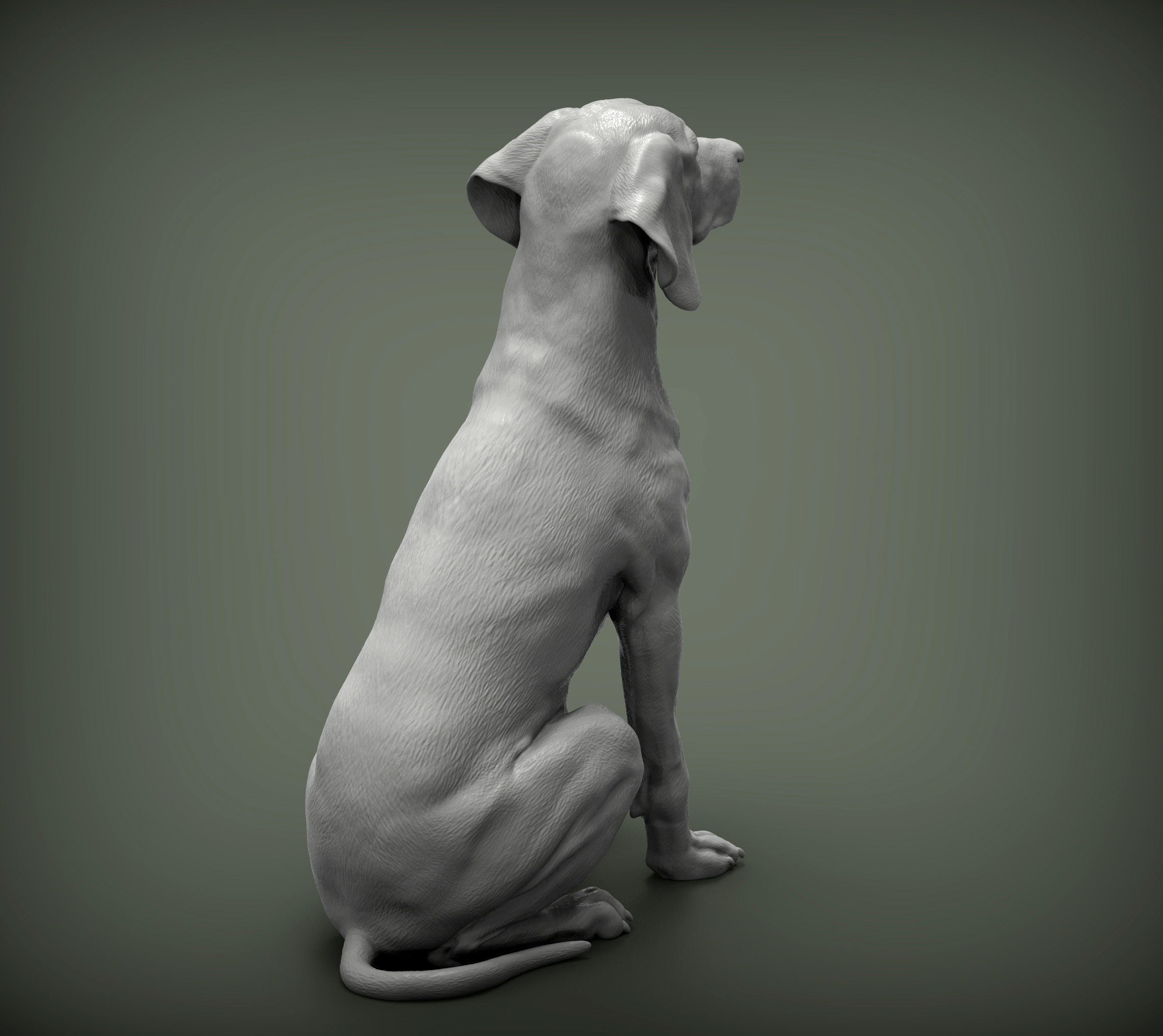 Hungarian vizsla  Hungarian Pointing Dog 3D print model_5