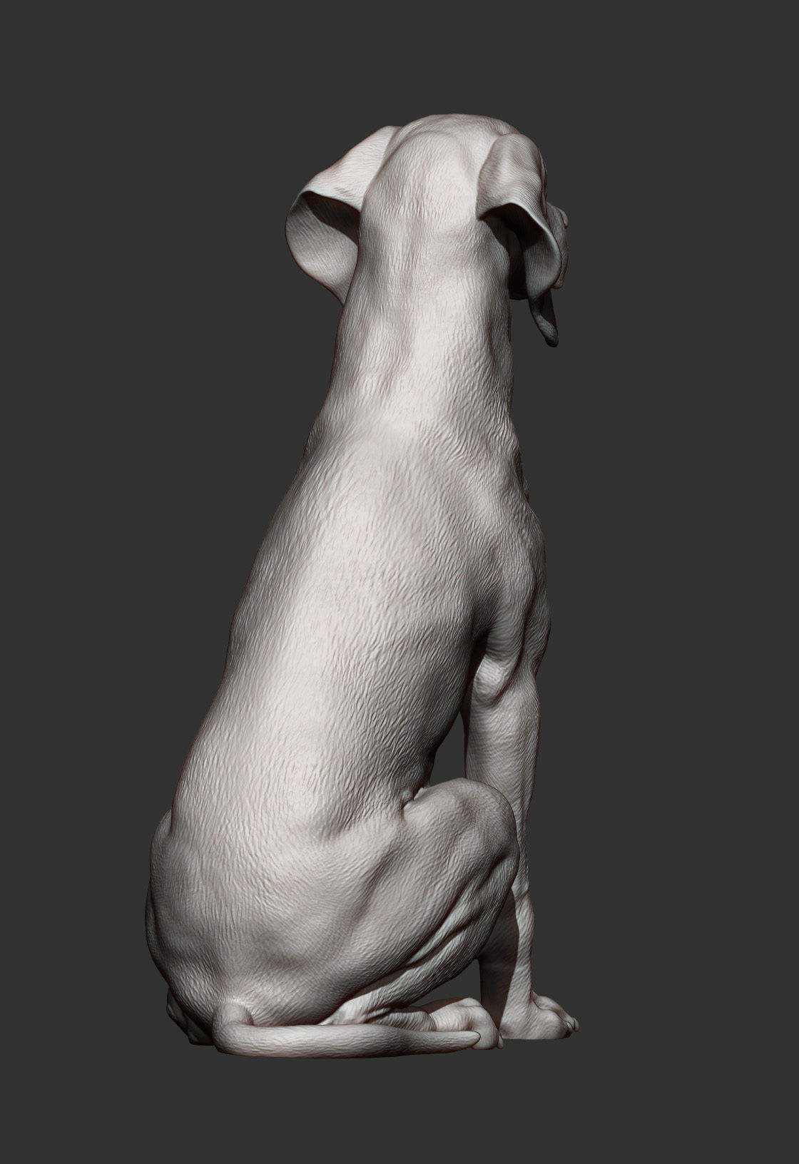 Hungarian vizsla  Hungarian Pointing Dog 3D print model_10