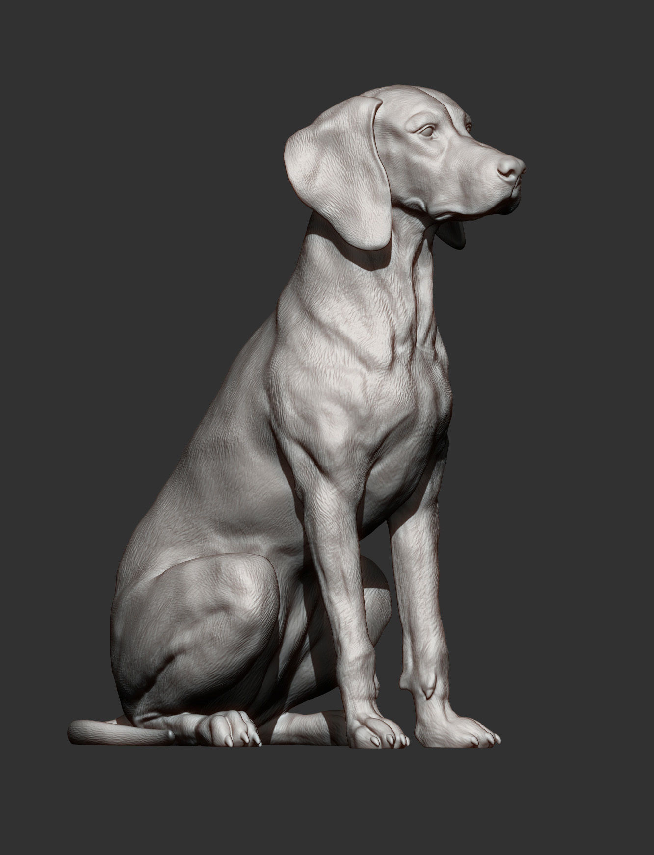 Hungarian vizsla  Hungarian Pointing Dog 3D print model_6