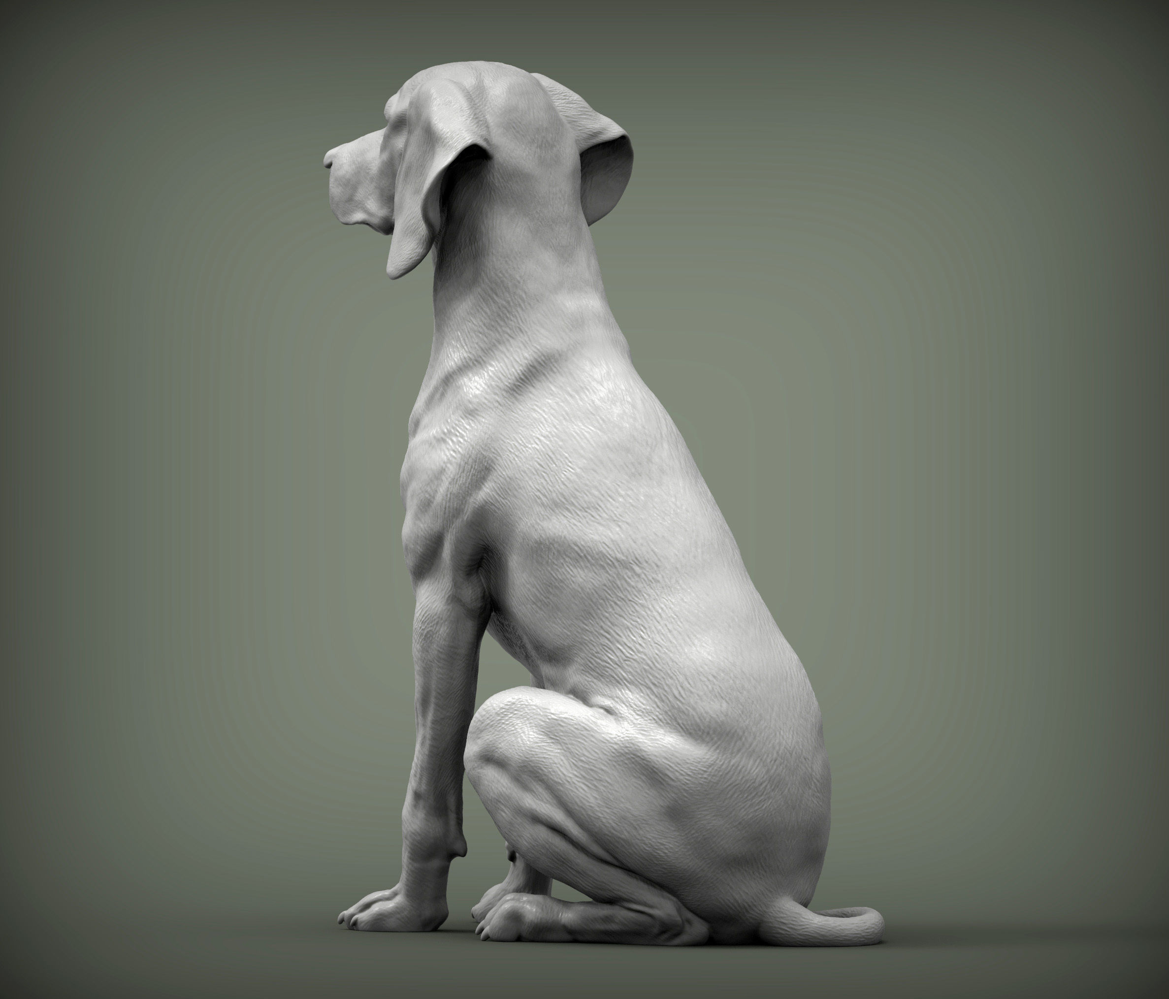 Hungarian vizsla  Hungarian Pointing Dog 3D print model_2