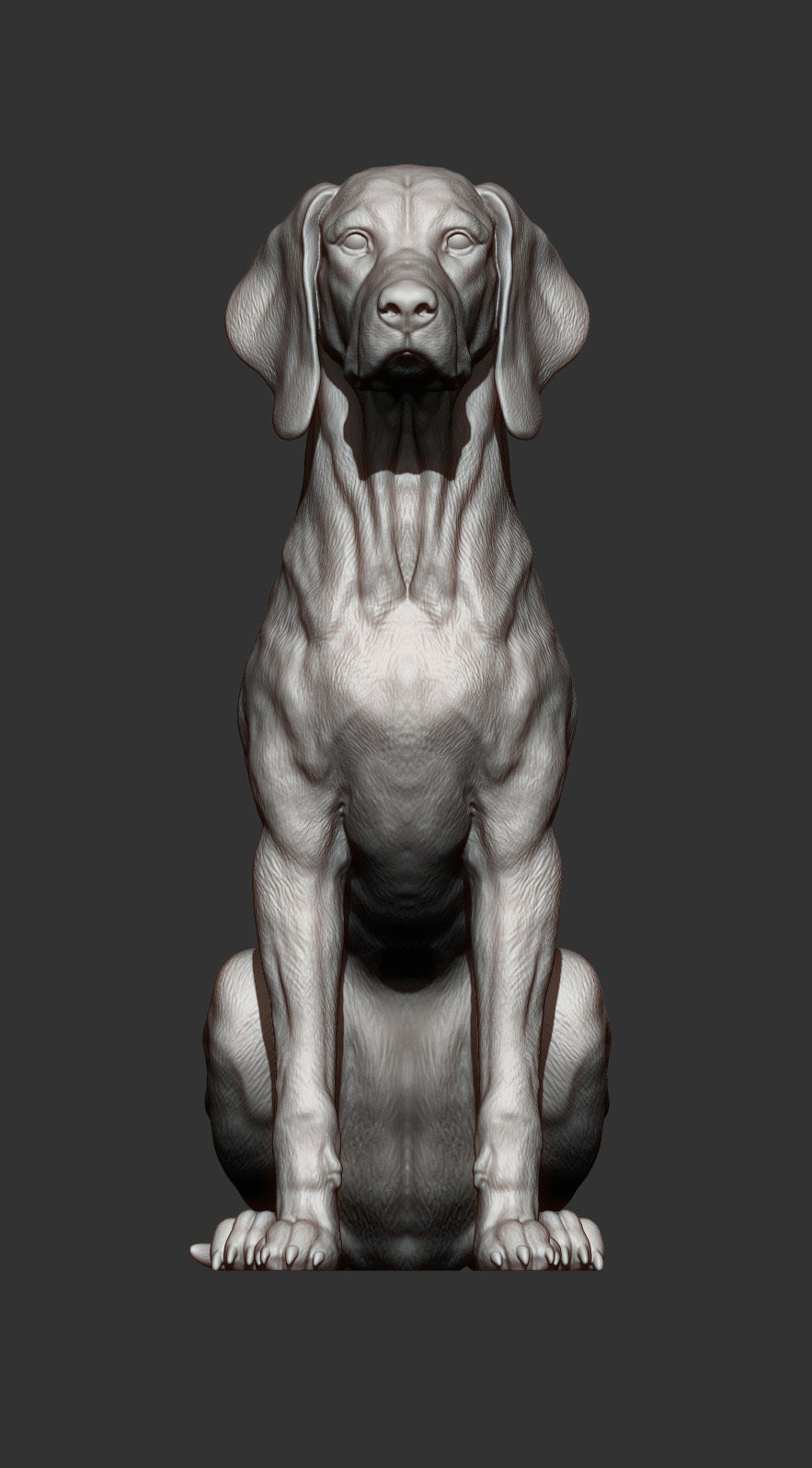 Hungarian vizsla  Hungarian Pointing Dog 3D print model_9