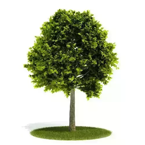 Green Leaf Round Tree