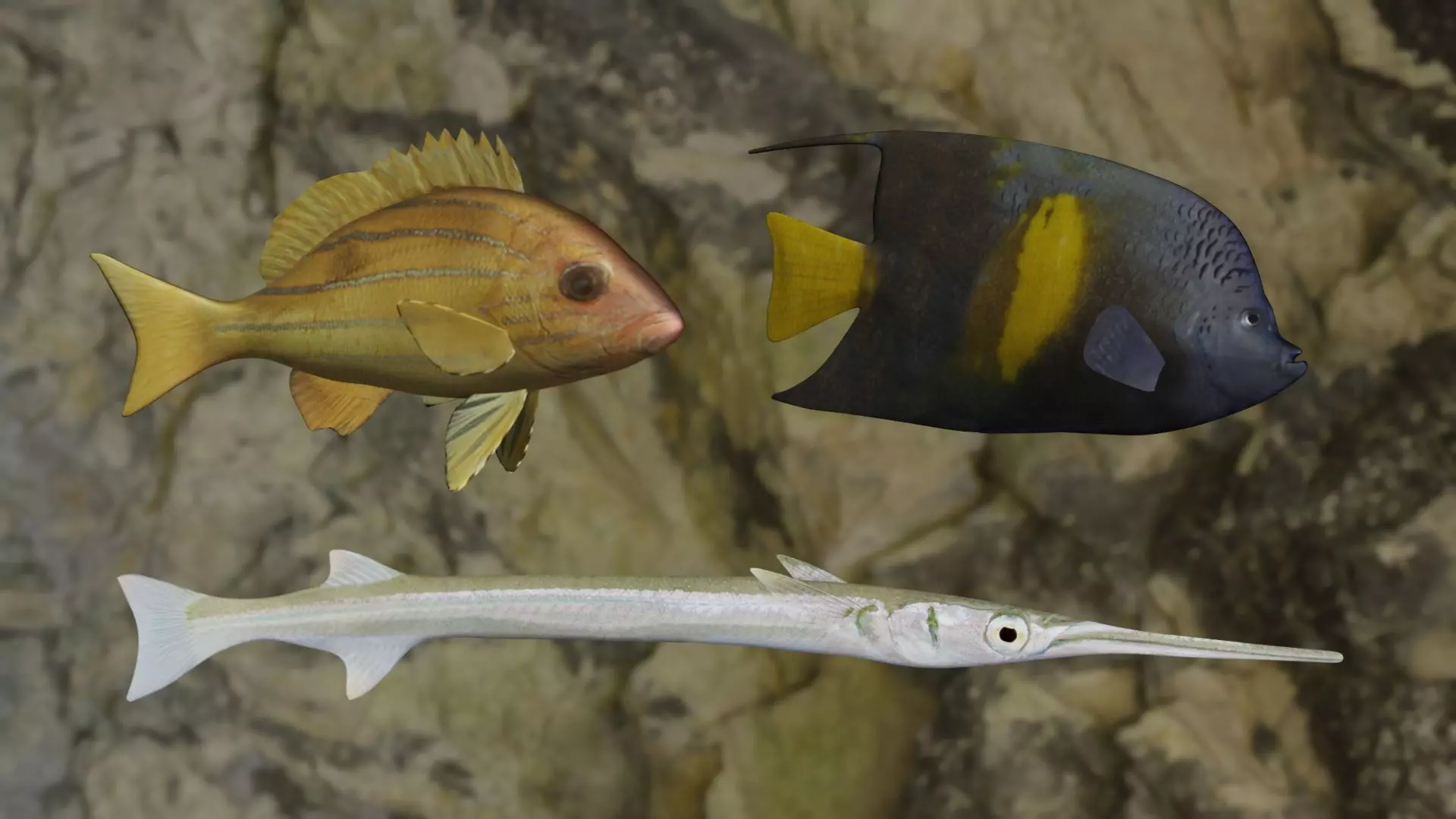 Fishes angelfish in ocean 3D Model Collection_0
