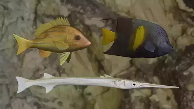 Fishes angelfish in ocean 3D Model Collection Fishes angelfish in ocean 3D Model Collection