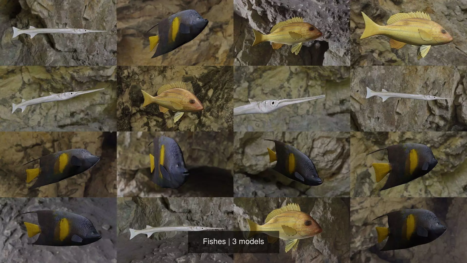 Fishes angelfish in ocean 3D Model Collection_2