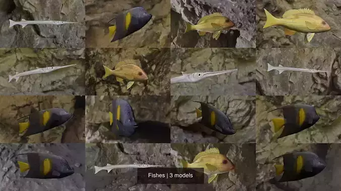 Fishes angelfish in ocean