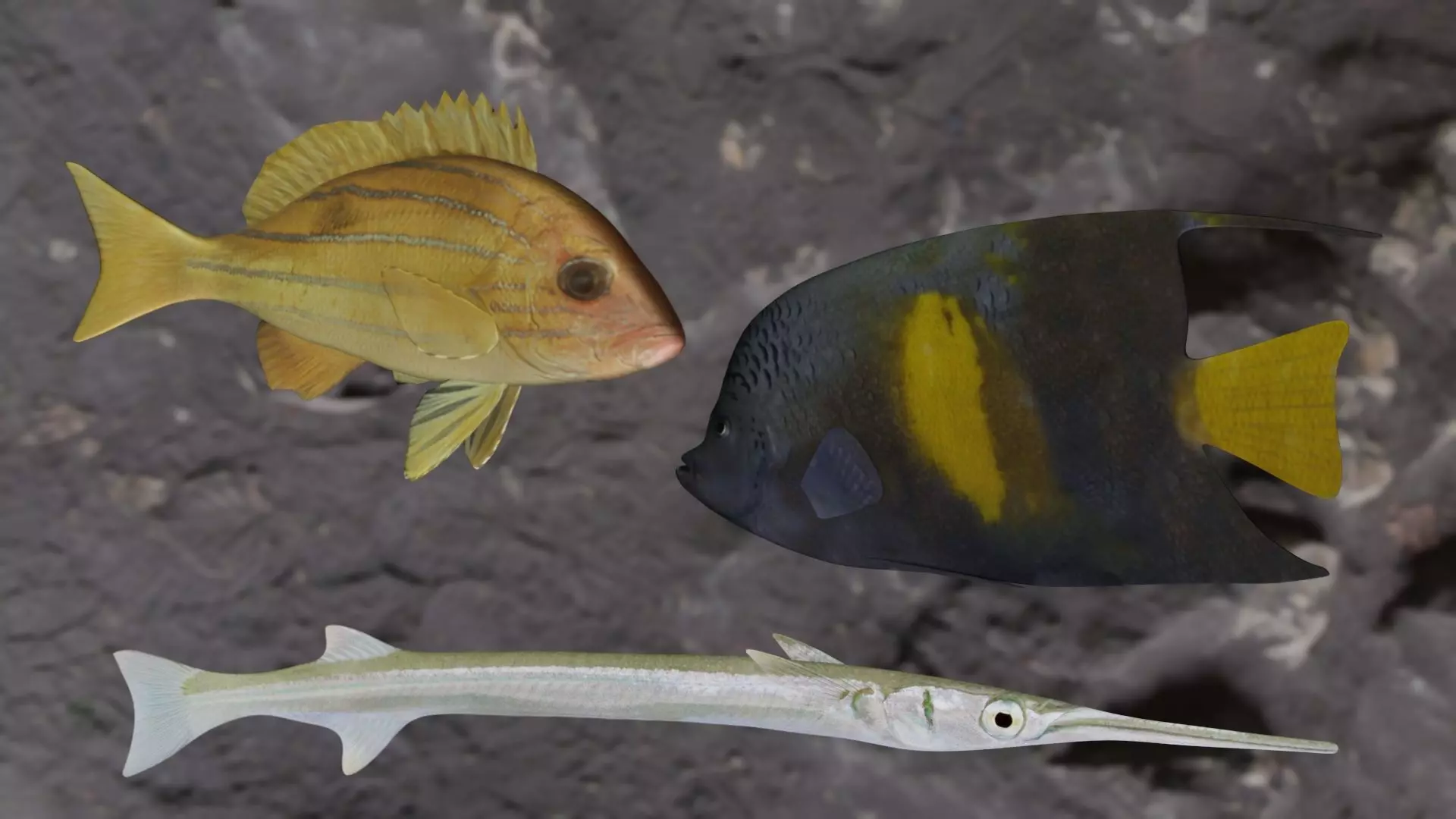 Fishes angelfish in ocean 3D Model Collection_0