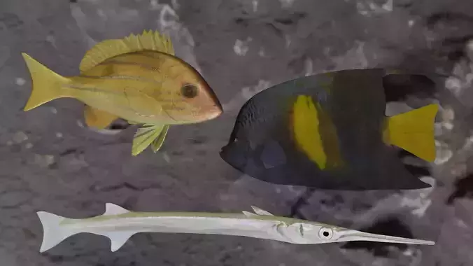 Fishes angelfish in ocean 3D Model Collection Fishes angelfish in ocean 3D Model Collection
