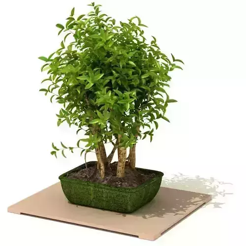 Green Potted Tree For Decoration