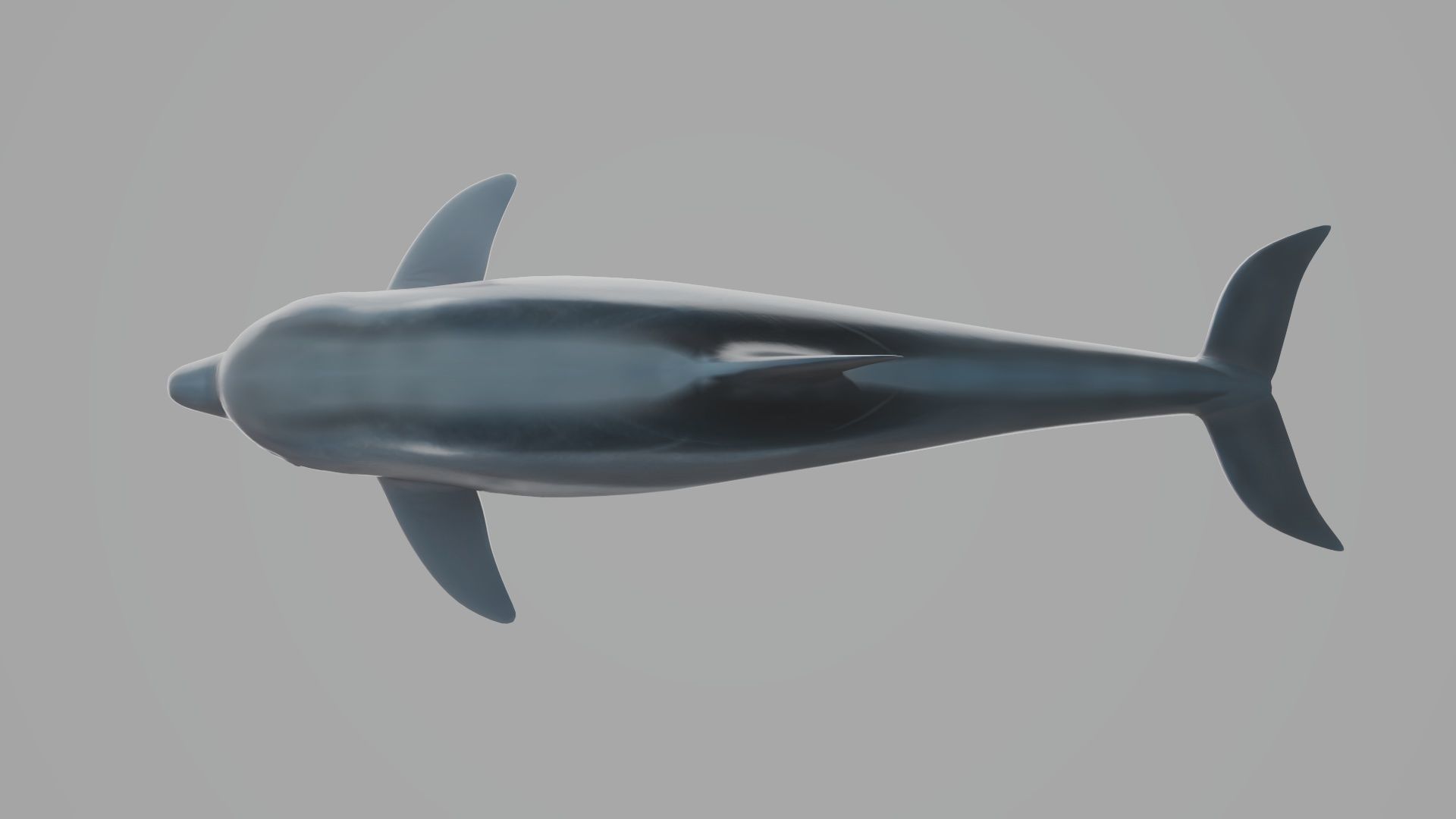 Dolphin Low-poly 3D model_5