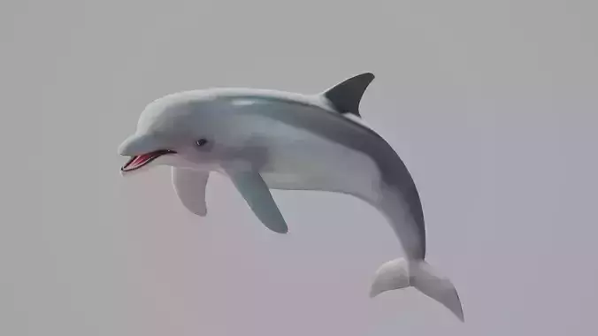 Dolphin Low-poly 3D model