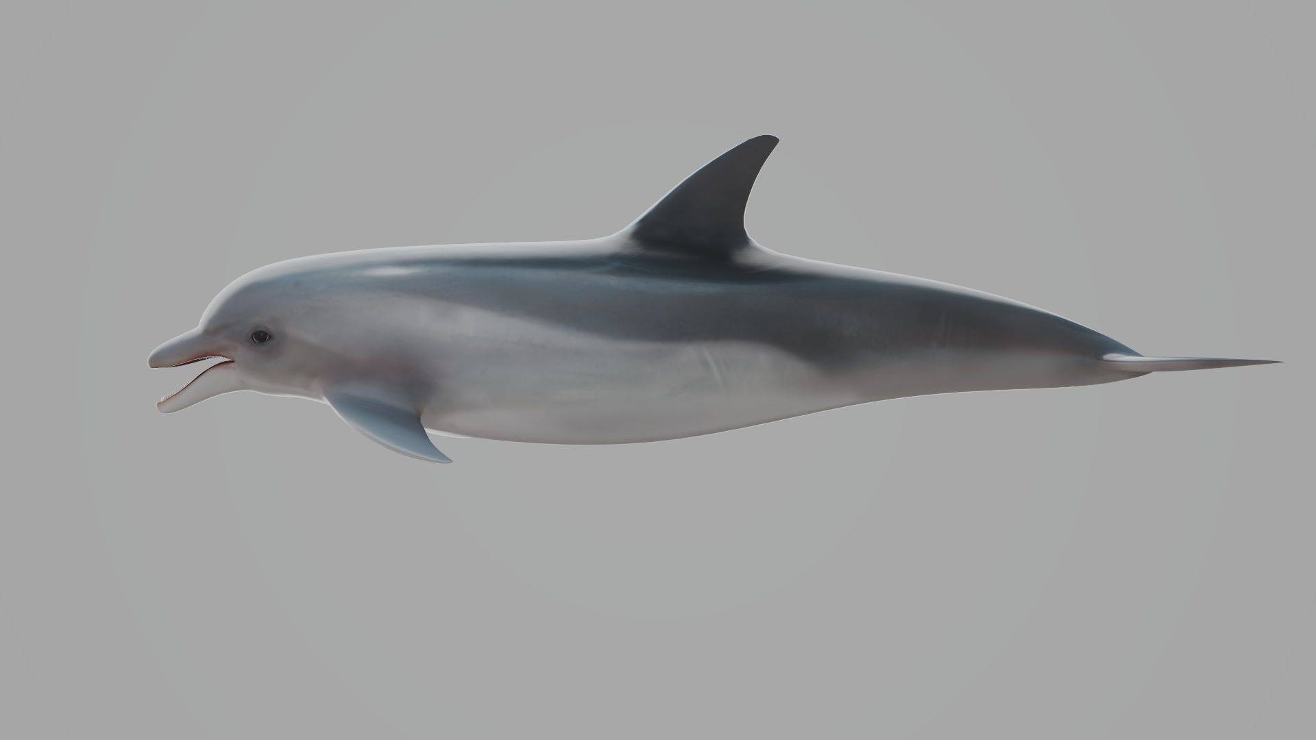 Dolphin Low-poly 3D model_6