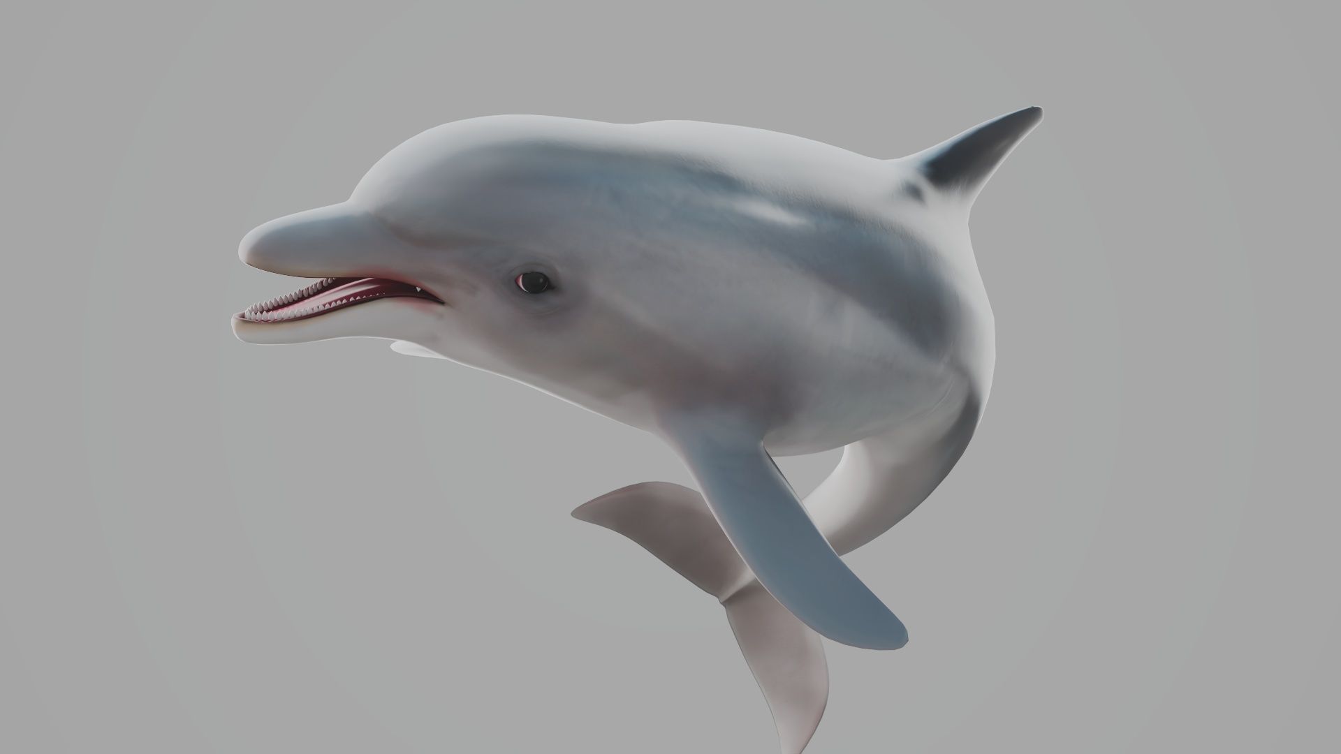 Dolphin Low-poly 3D model_3