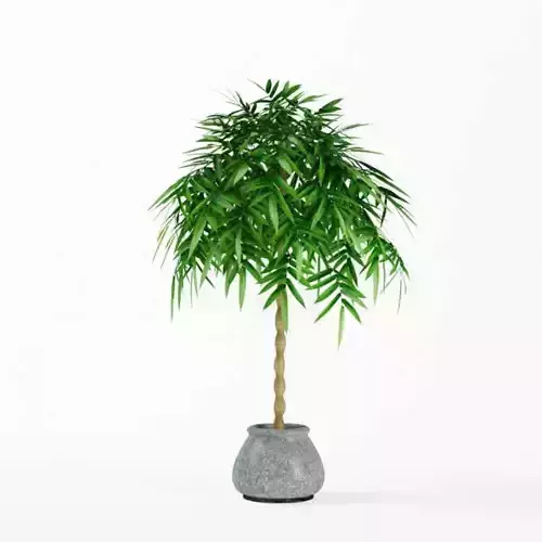 Palm Tree In A Pot