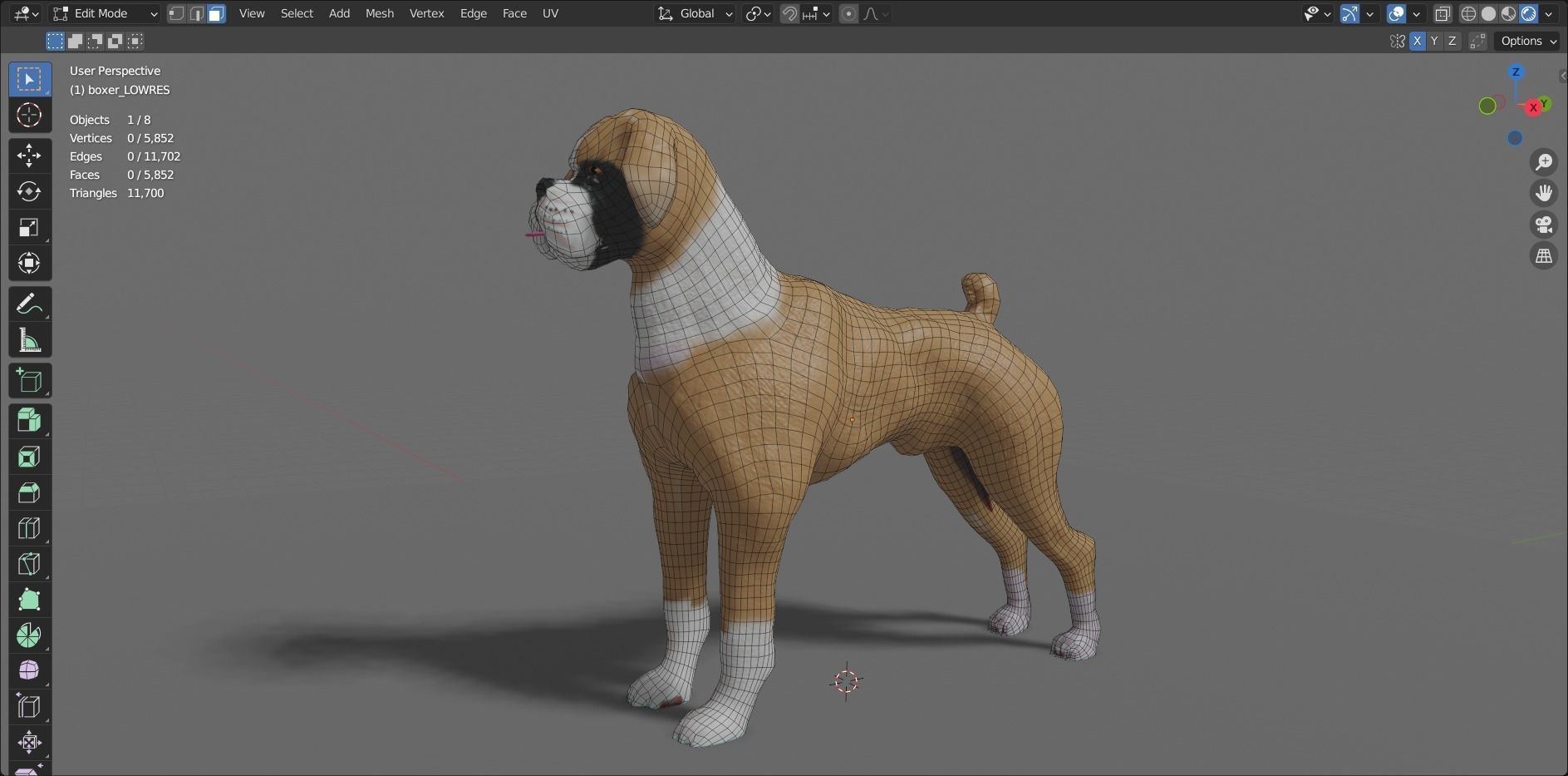 boxer dog Low-poly 3D model_15