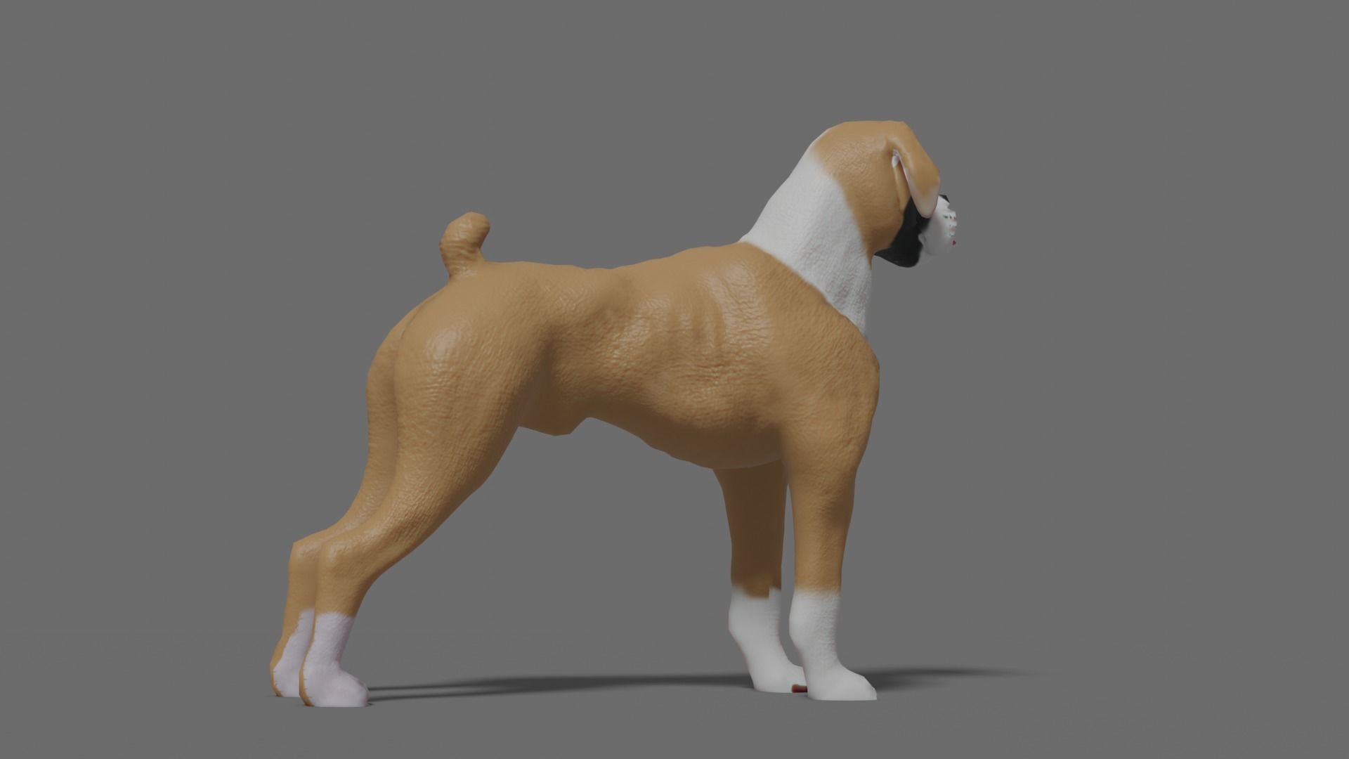 boxer dog Low-poly 3D model_8