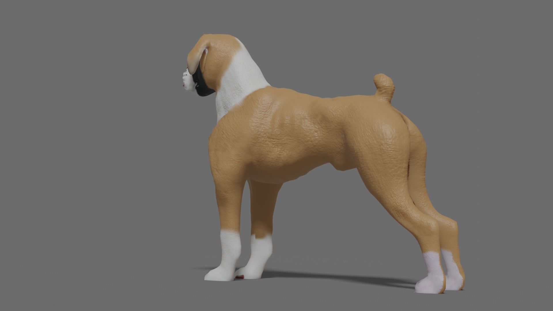 boxer dog Low-poly 3D model_18