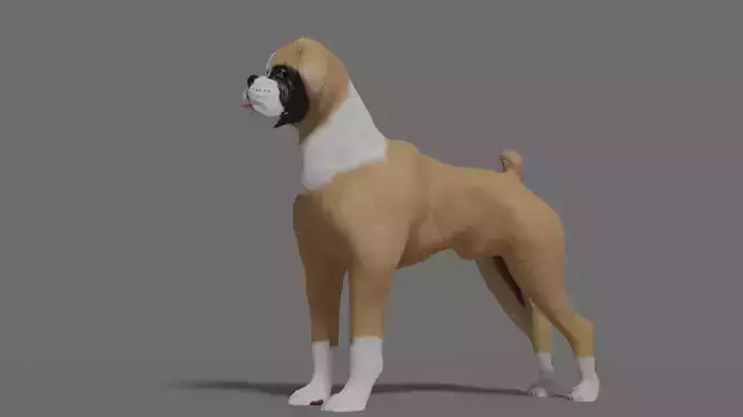 boxer dog Low-poly 3D model