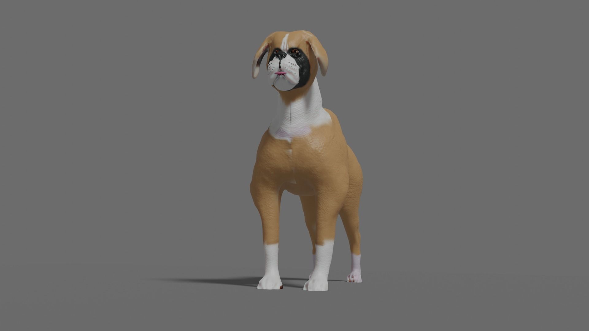 boxer dog Low-poly 3D model_5
