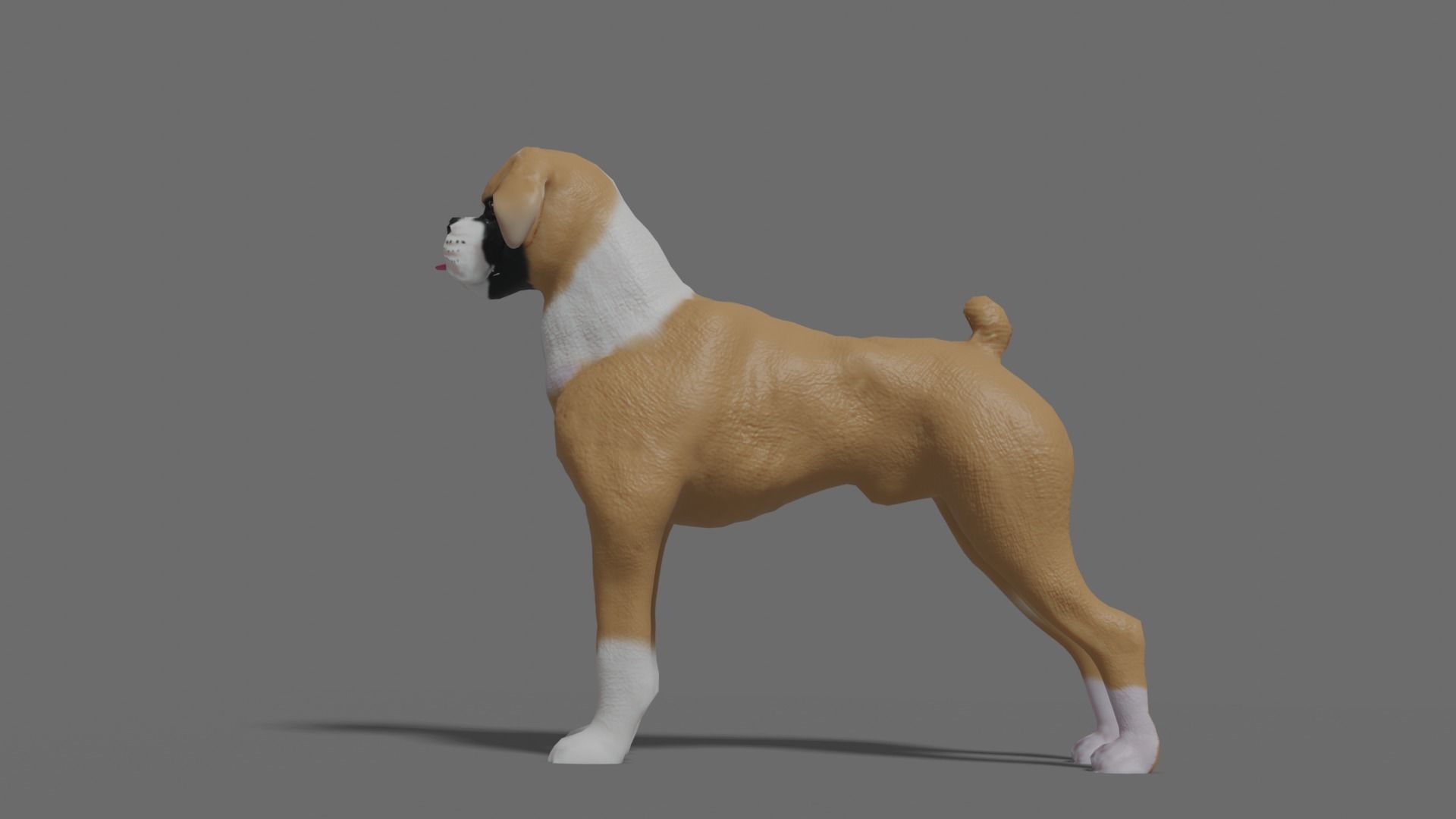 boxer dog Low-poly 3D model_17