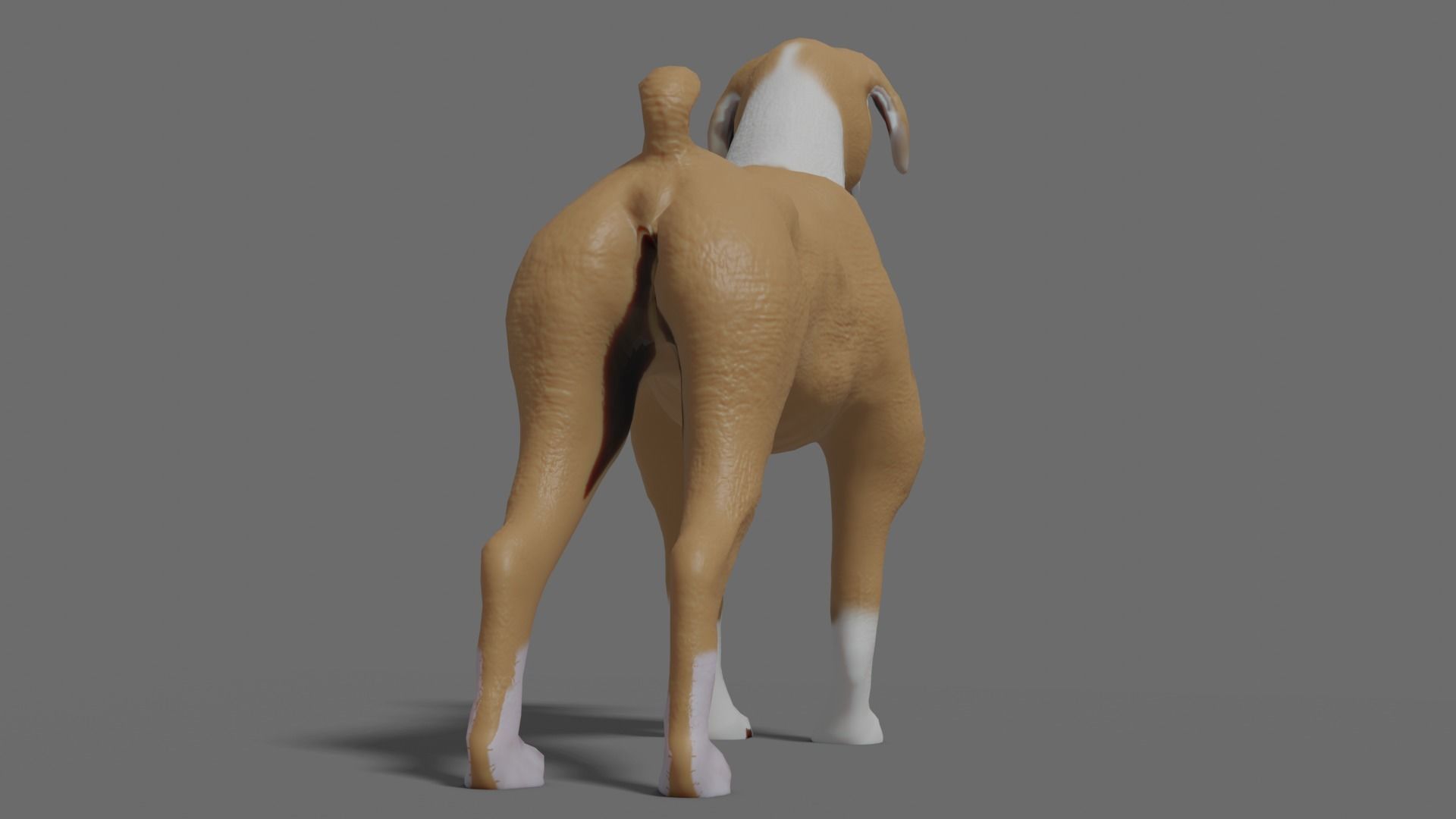 boxer dog Low-poly 3D model_11