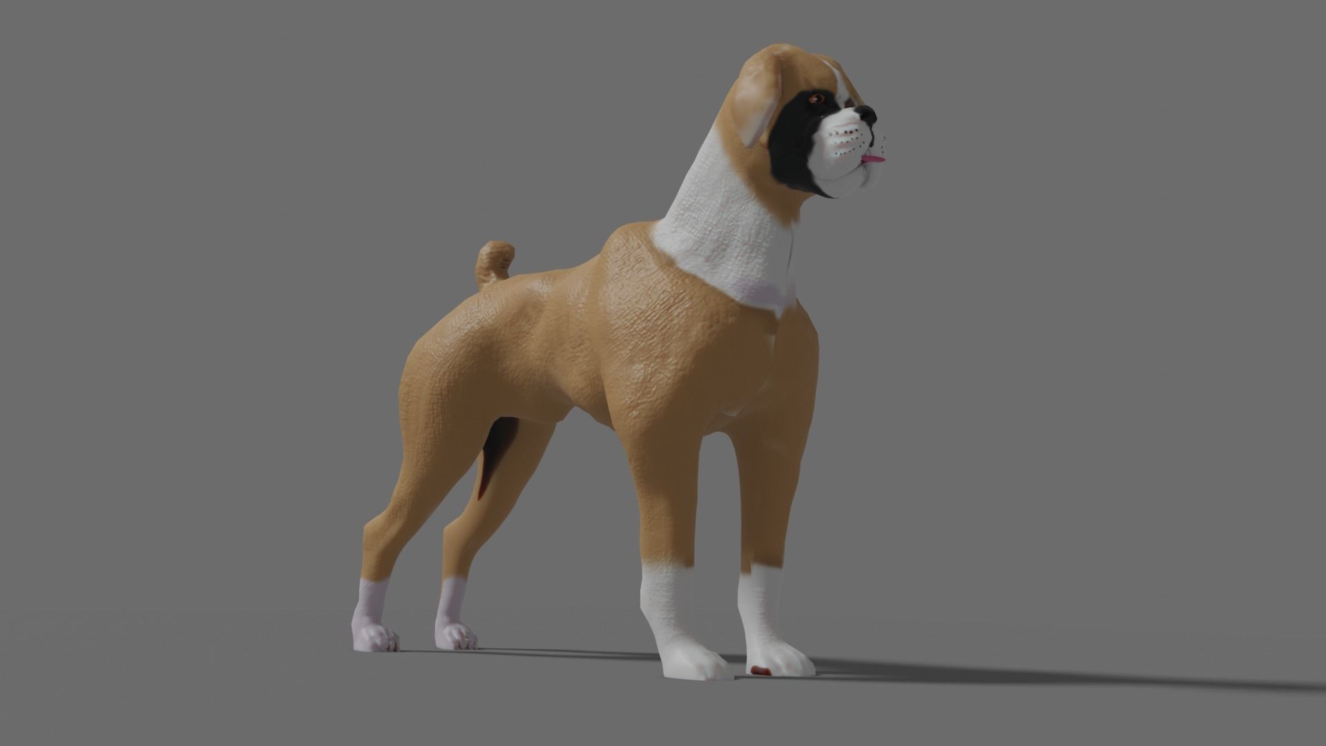 boxer dog Low-poly 3D model_7