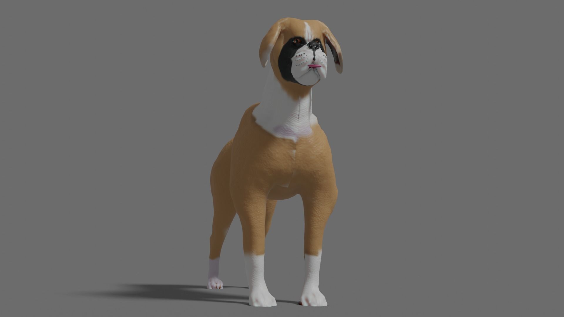 boxer dog Low-poly 3D model_3