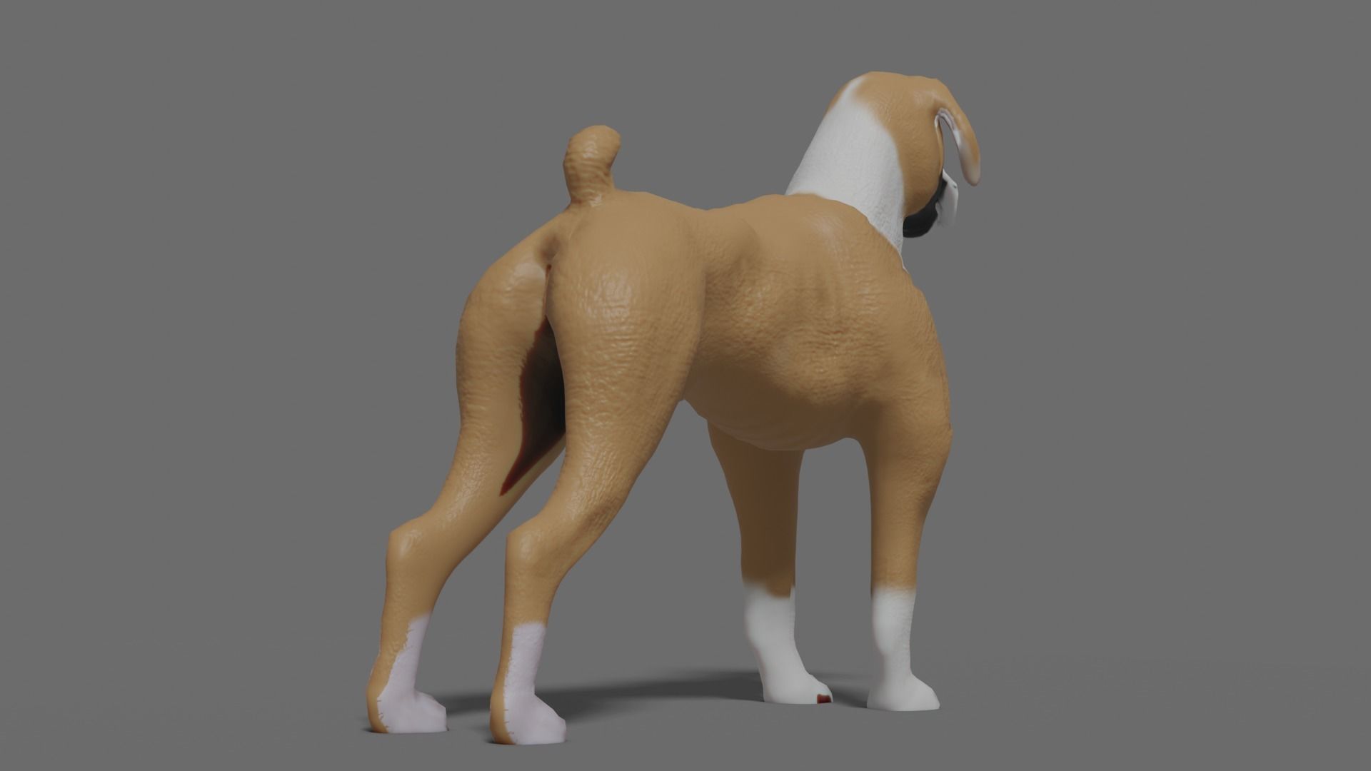 boxer dog Low-poly 3D model_9