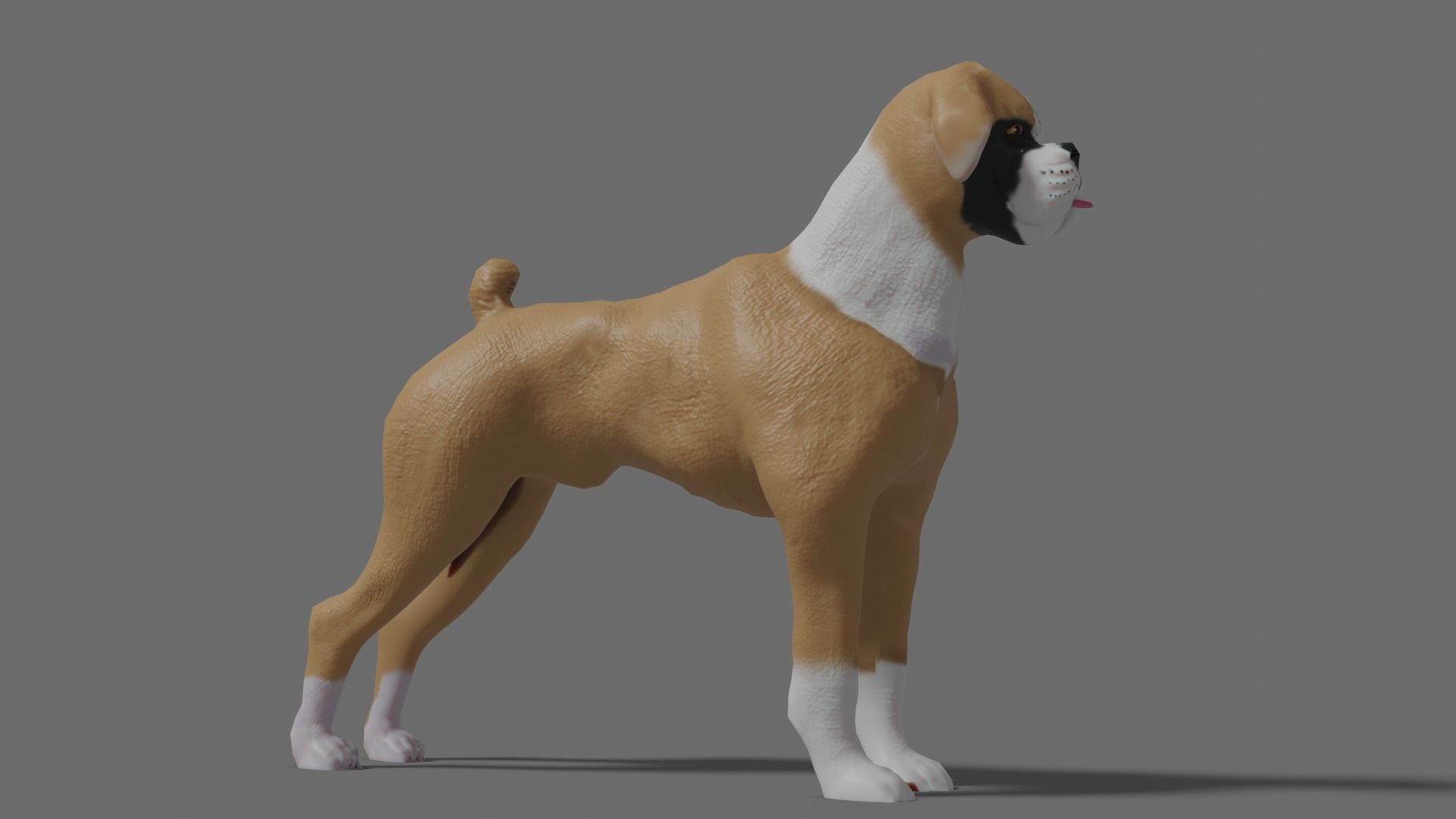 boxer dog Low-poly 3D model_2