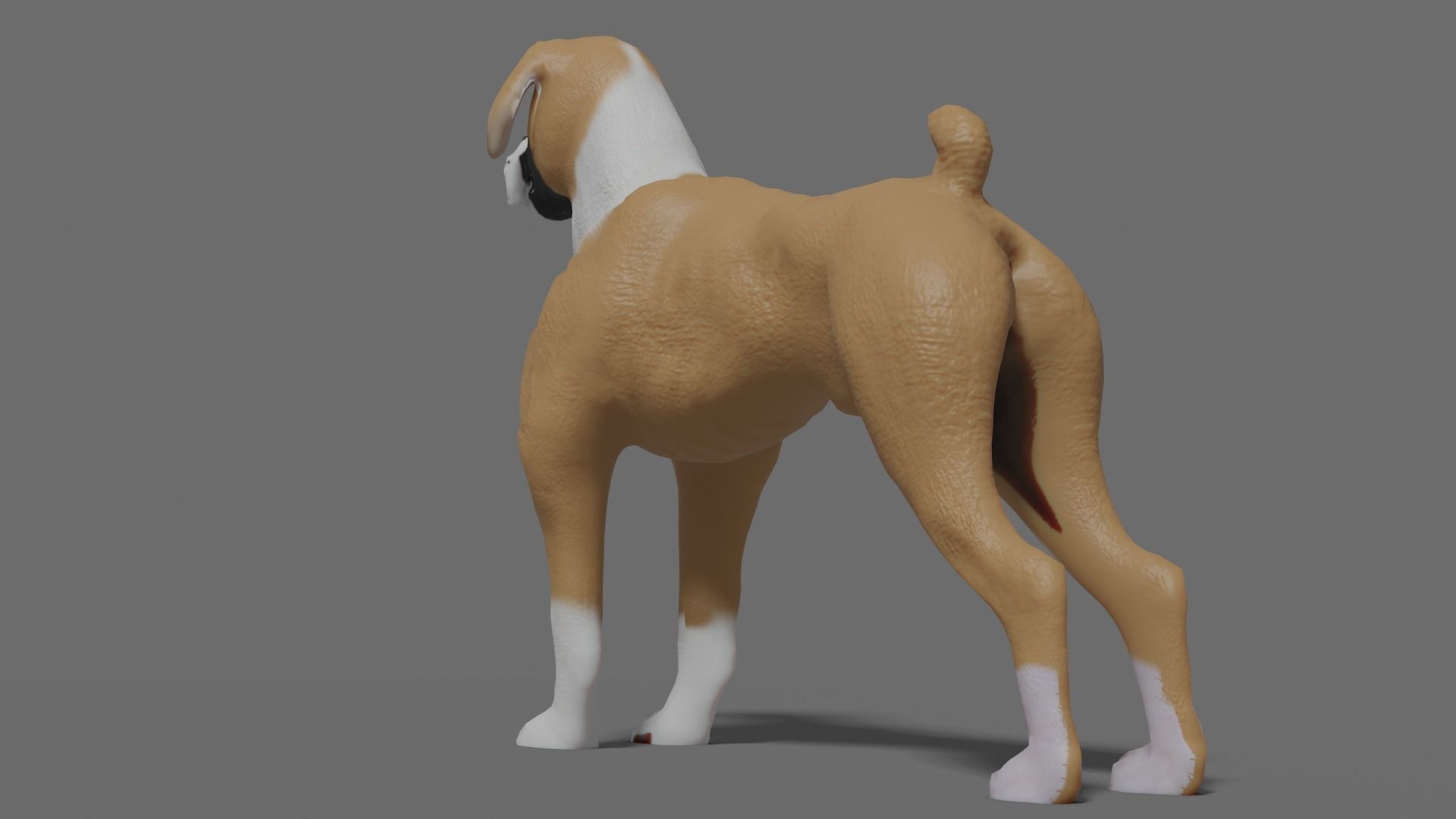 boxer dog Low-poly 3D model_19