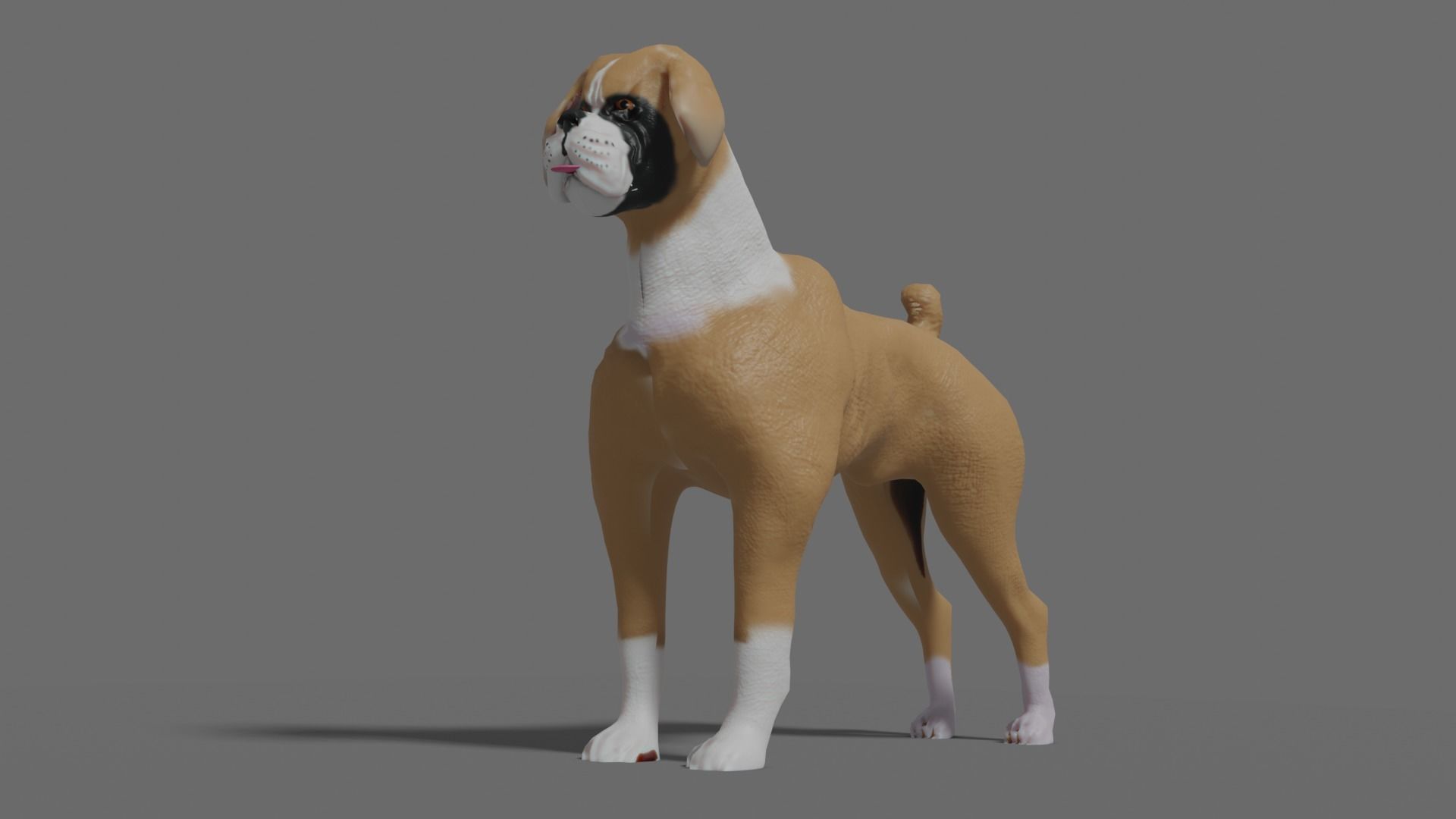 boxer dog Low-poly 3D model_4