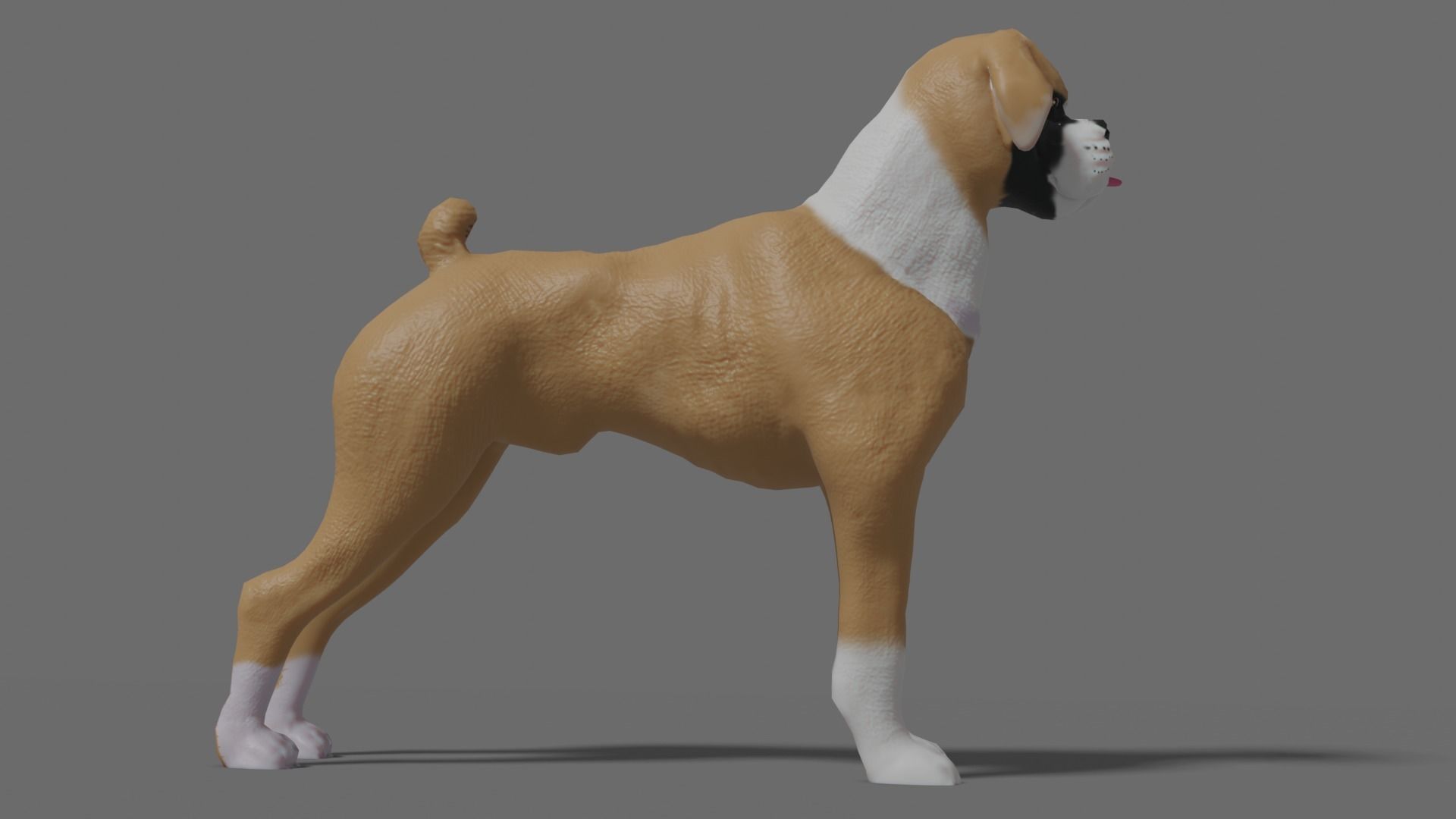 boxer dog Low-poly 3D model_6