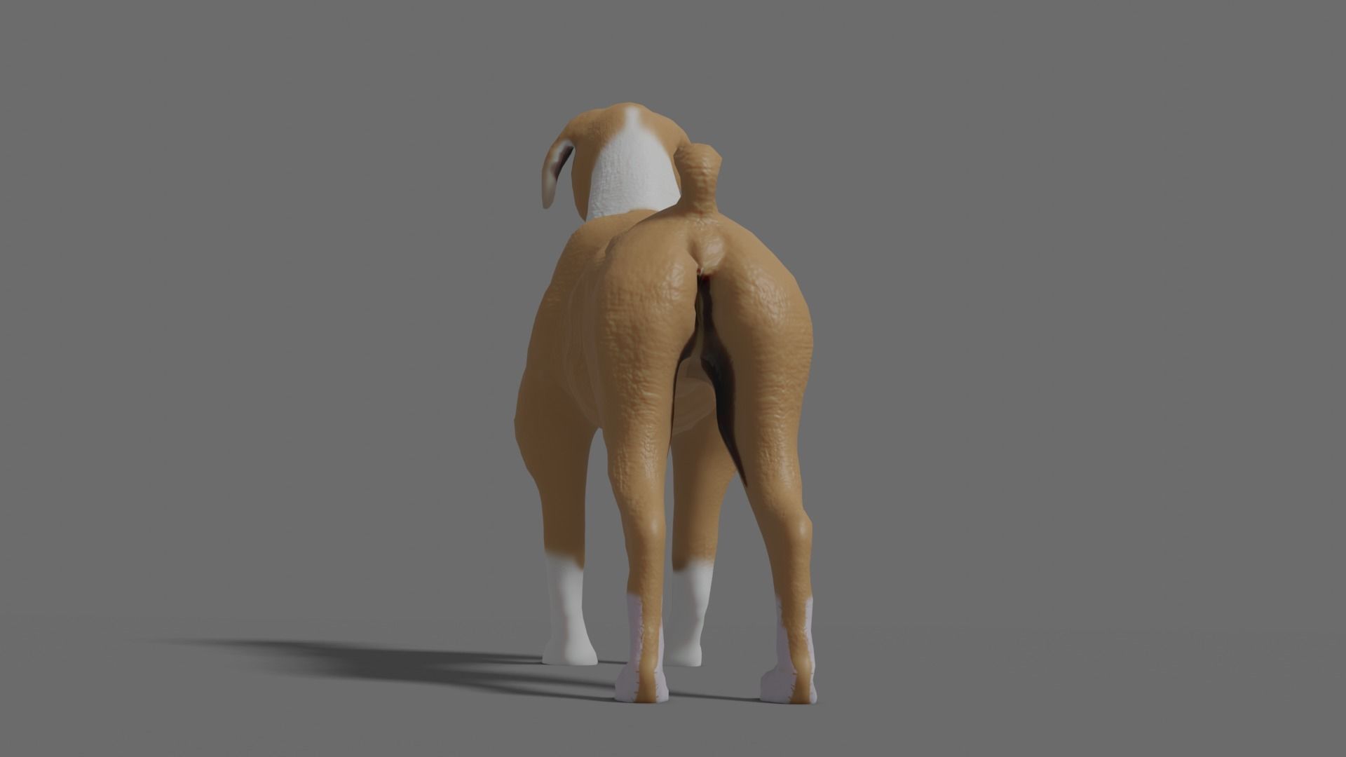 boxer dog Low-poly 3D model_10