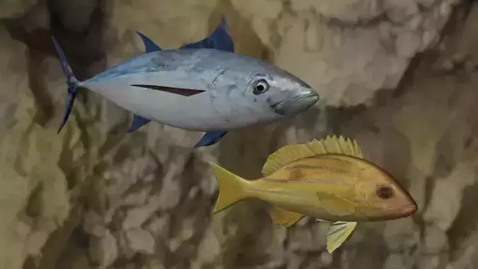 Longtail tuna - Five inned Fish  3D Model Collection