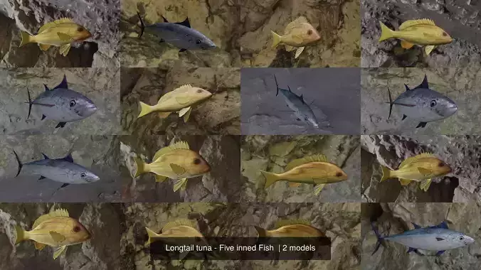 Longtail tuna - Five inned Fish 
