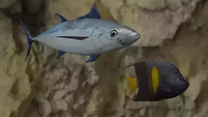 Longtail tuna-Yellow narked butterfly fish 3D Model Collection