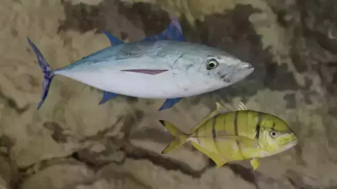 Longtail tuna-Golden trevally Fish 3D Model Collection