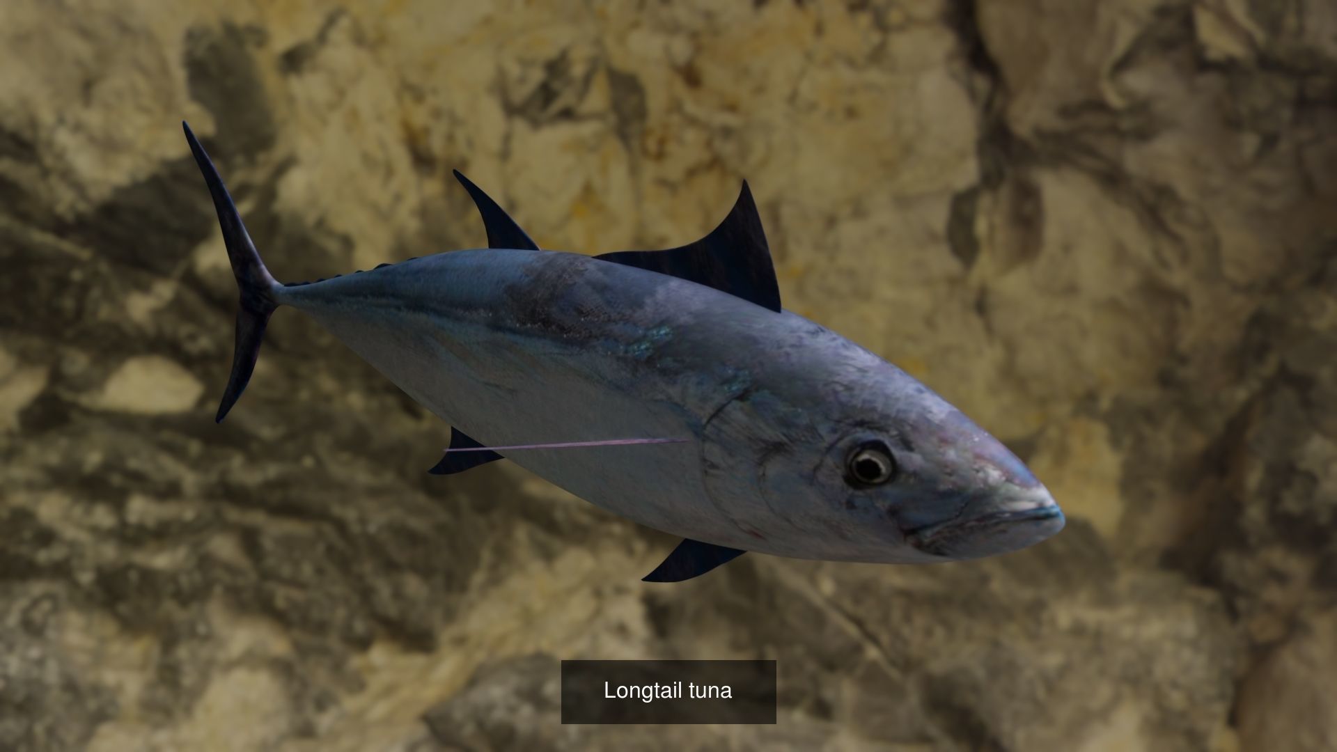 Longtail tuna-Golden trevally Fish 3D Model Collection_2