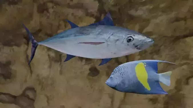 Longtail tuna-Pomacanthus maculosus 3D Model Collection