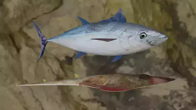 Longtail tuna-Guiltar Fish 3D model 3D Model Collection