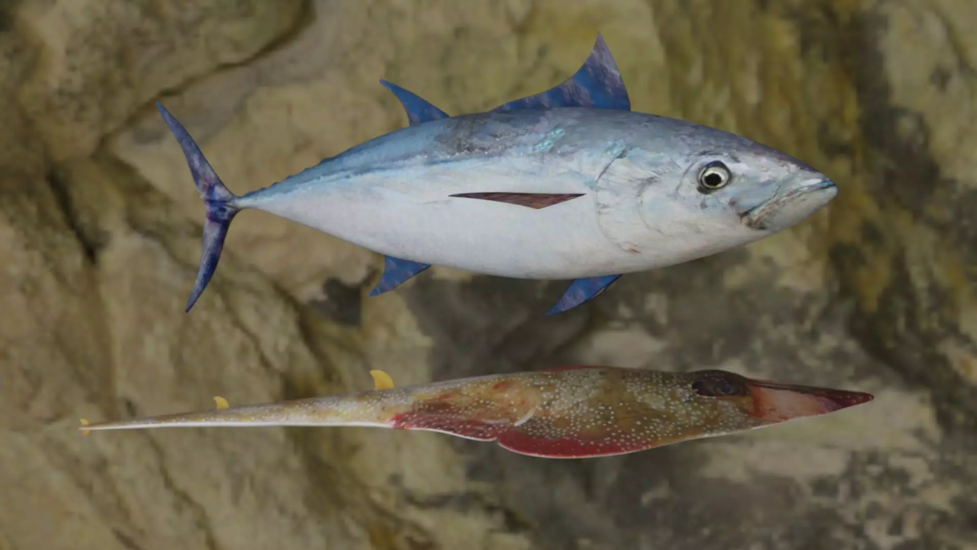 Longtail tuna-Guiltar Fish 3D model 3D Model Collection_0