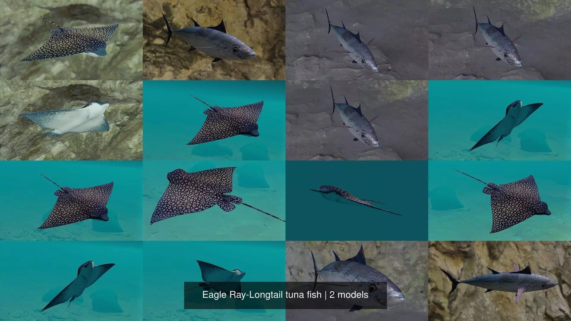 Eagle Ray-Longtail tuna fish 3D Model Collection_2