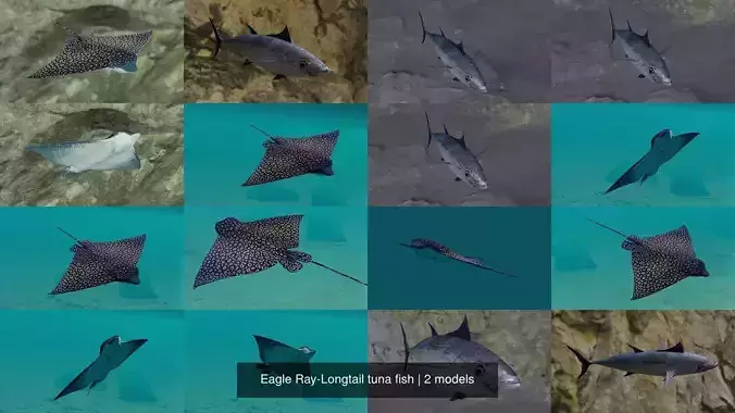 Eagle Ray-Longtail tuna fish
