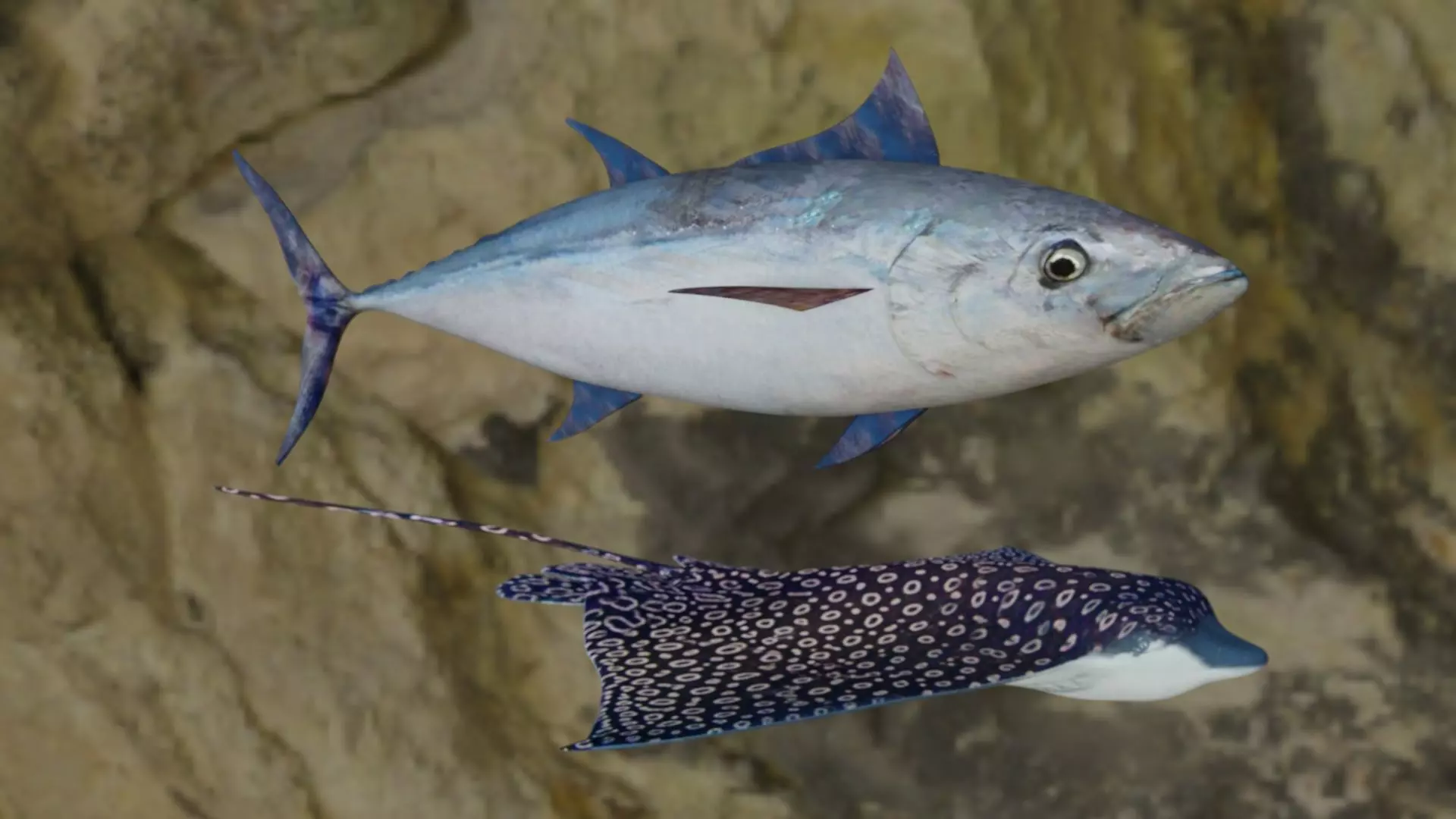 Eagle Ray-Longtail tuna fish 3D Model Collection_0