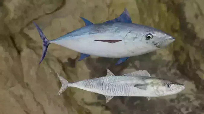 Longtail tuna- Barred spanish Meckerel fish 3D Model Collection