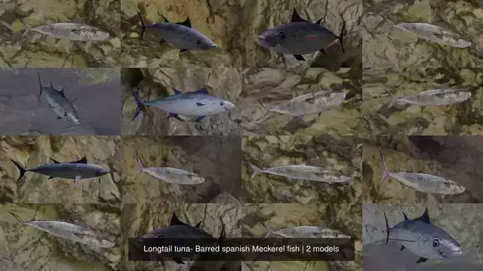 Longtail tuna- Barred spanish Meckerel fish